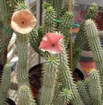 Weight loss. Miracle hoodia vs. obesity.