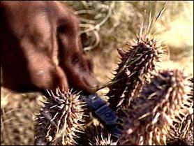 Hoodia. Miracle hoodia vs. obesity.